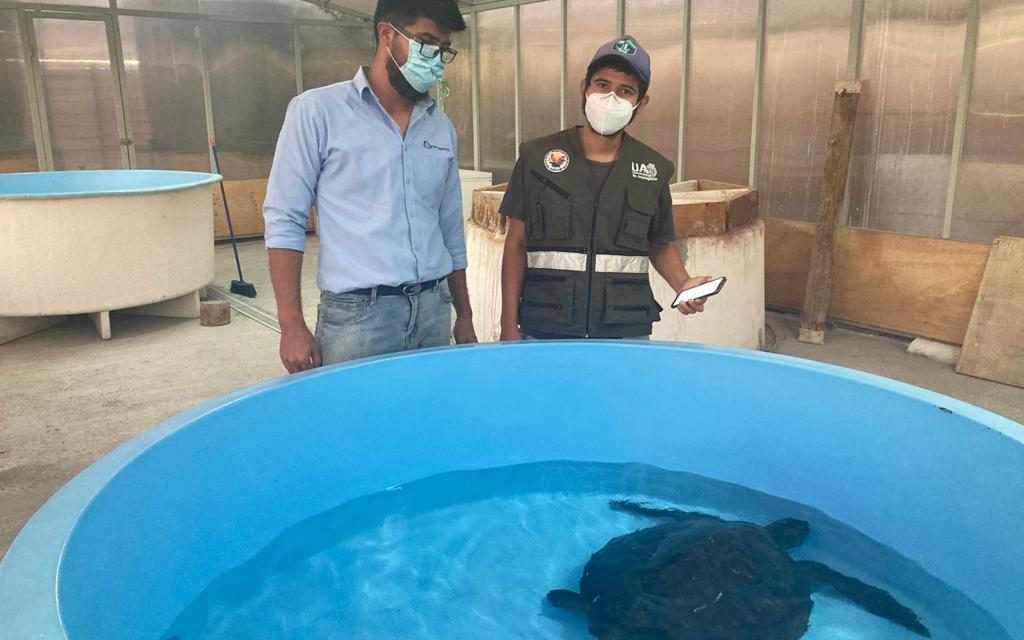 Exitoso rescate y traslado de tortuga marina realizaron Sernapesca, Municipalidad de Caldera y Universidad de Antofagasta.