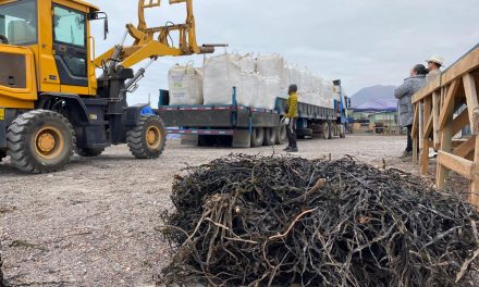 De Tocopilla al mundo: Gracias al apoyo de ProChile, algas regionales logran exportación a China